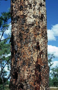 Corymbia latifolia: Bark of Corymbia latifolia on the road between Mataranka and Katherine