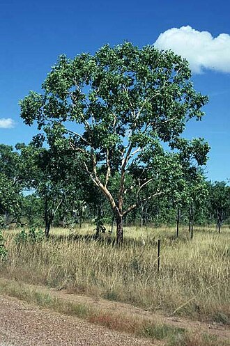 Corymbia latifolia: Corymbia latifolia near Katherine Gorge Road, Northern Territory