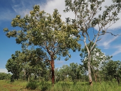 Corymbia latifolia (Corymbia latifolia)