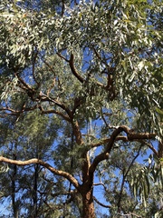 Corymbia leichhardtii (Corymbia leichhardtii)
