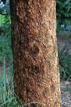 Corymbia leichhardtii: Bark of Corymbia leichhardtii in the Mount Annan Botanic Gardens, New South Wales
