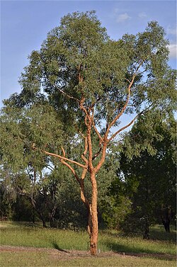 Corymbia leichhardtii: Corymbia leichhardtii in the Emerald Botanic Gardens, Emerald, Queensland