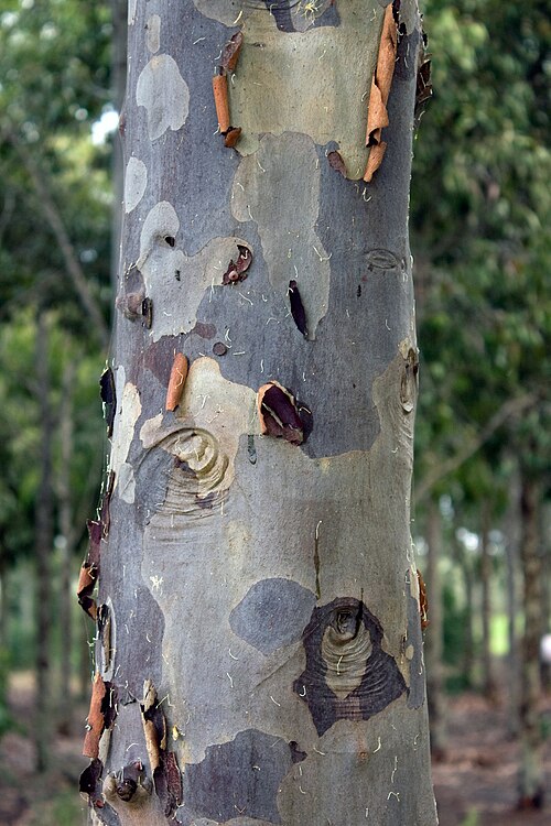 Spotted gum: Eucalyptus maculata (Spotted Gum) Bark, Drysdale Victoria Australia