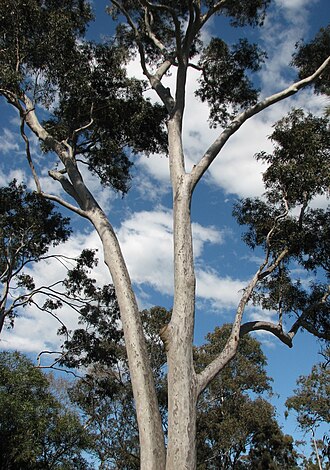Spotted gum: Corymbia maculata (cultivated) Burnley Gardens, Burnley, Victoria, Australia