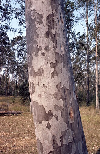 Spotted gum: Bark of Corymbia henryi between Casiion and Grafton, New South Wales