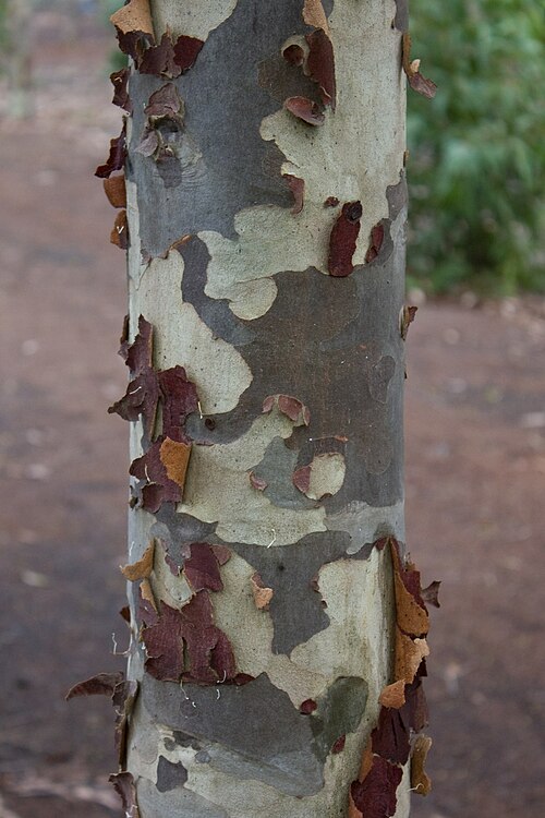 Spotted gum: Eucalyptus maculata (Spotted Gum) Bark, Drysdale Victoria Australia