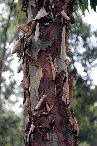 Spotted gum: Eucalyptus maculata (Spotted Gum) Bark, Drysdale Victoria Australia