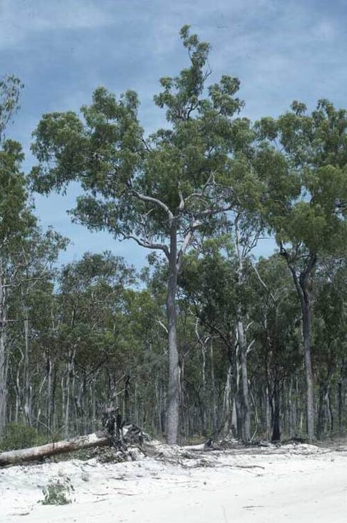 Corymbia nesophila: Corymbia nesophila north of Musgrave, Queensland
