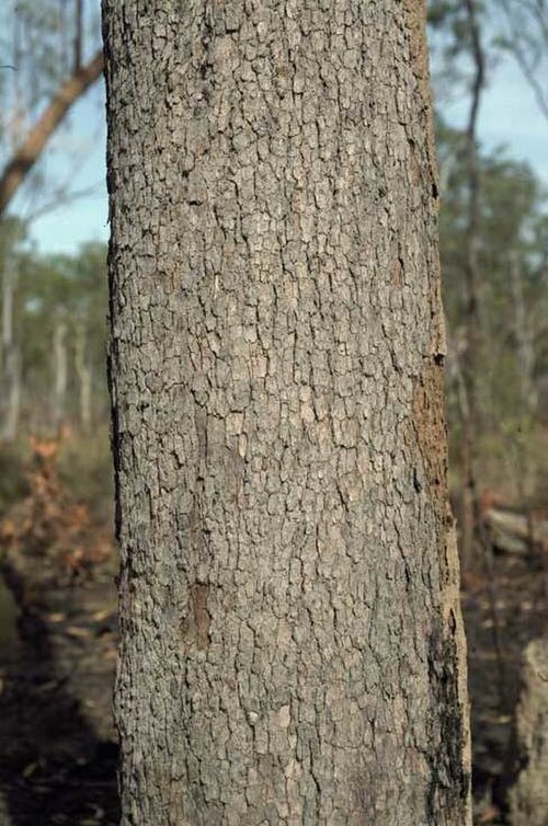 Corymbia nesophila: Bark of Corymbia nesophila