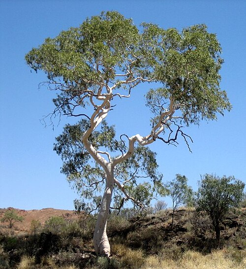 Ghost gum: Ghost Gum ( Corymbia aparrerinja ), Trephina Gorge, Northern Territory, Australia, cf. [1] .