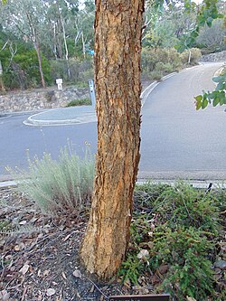 Corymbia peltata: Australian National Botanic Gardens. Please respect author's moral rights by not changing this description or the image title.