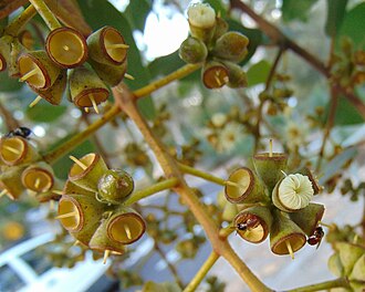 Corymbia peltata: Australian National Botanic Gardens. Buds and post-anthesis flowers Please respect author's moral rights by not changing this description or the image title.