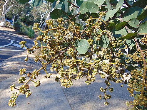 Corymbia peltata: Australian National Botanic Gardens. Please respect author's moral rights by not changing this description or the image title.