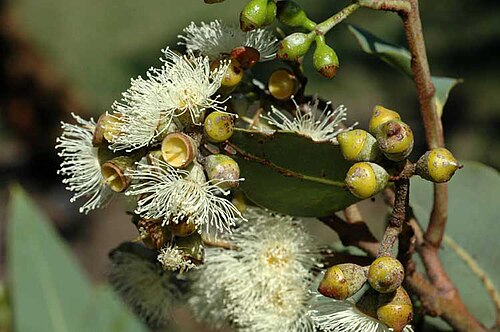 Corymbia peltata: Flower buds and flowers of Corymbia peltata in the Mount Annan Botanic Gardens, Campbelltown, New South Wales