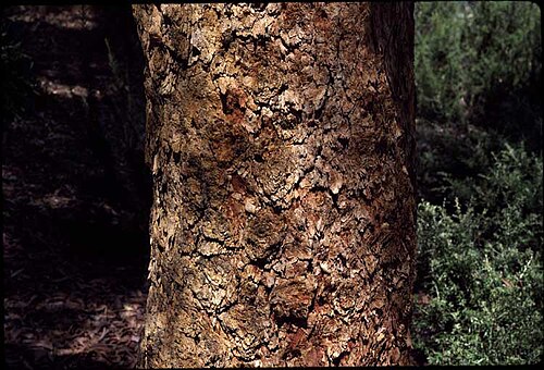 Corymbia peltata: Bark of Corymbia peltata in the Royal Botanic Garden Sydney