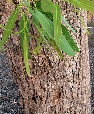 Corymbia polycarpa: Trunk bark of the long-fruited bloodwood