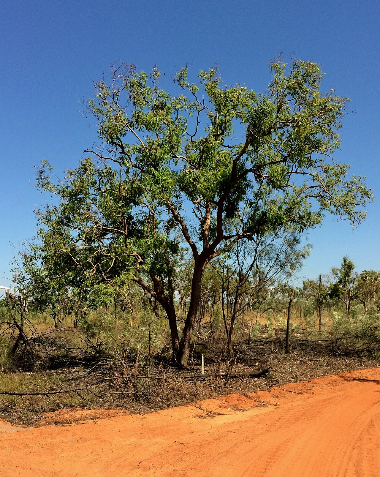 Corymbia polycarpa: Long-fruited bloodwood (Corymbia polycarpa), Northern Kimberley, Australia