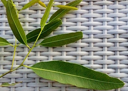 Corymbia polycarpa: Leaves of the long-fruited bloodwood