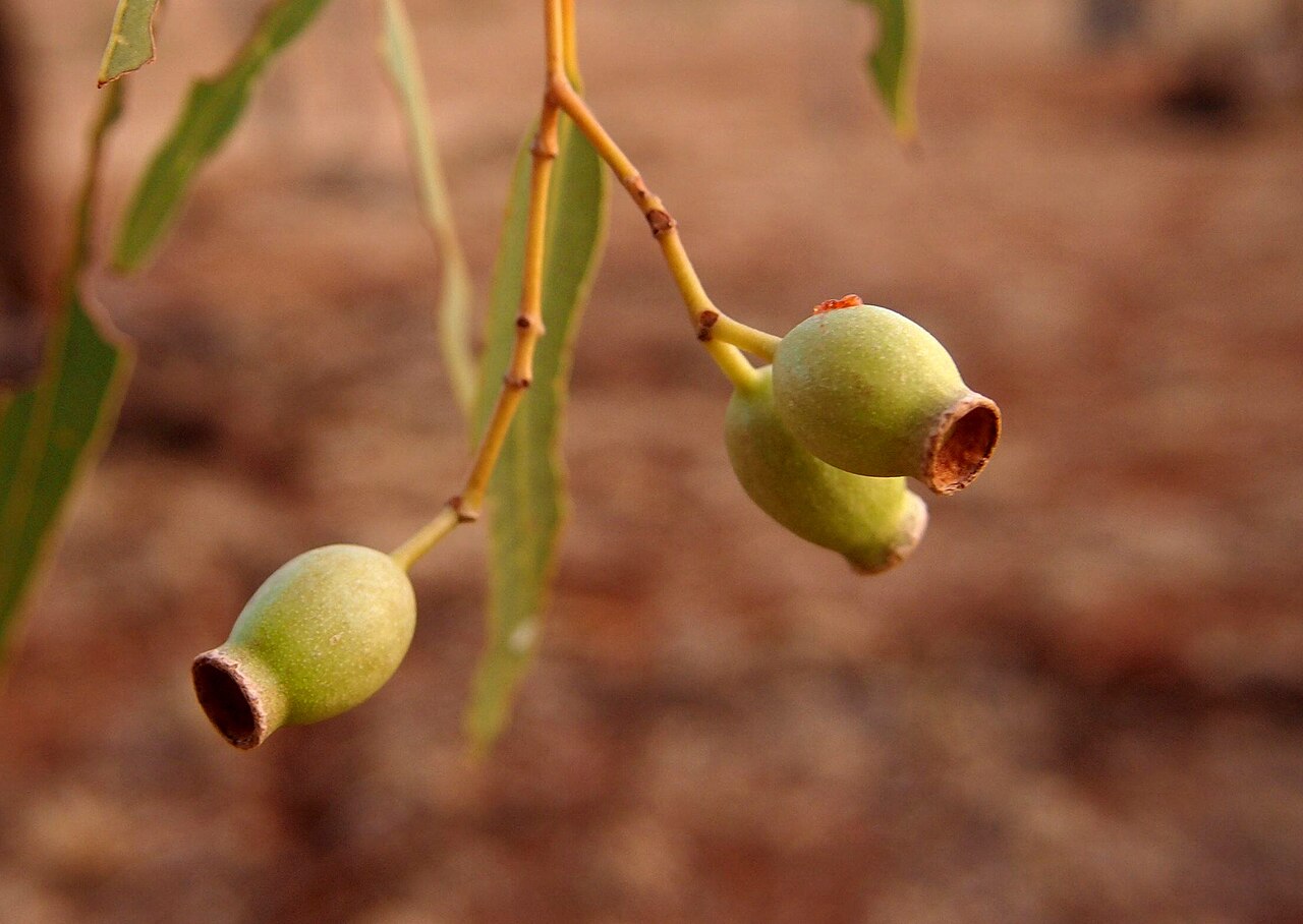 Northern bloodwood: Corymbia opaca capsules