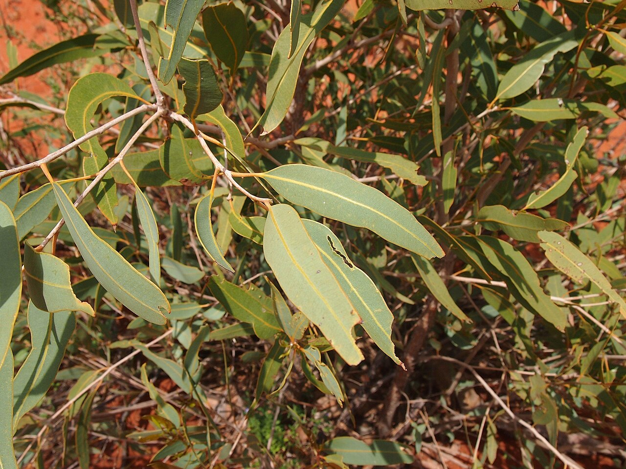 Northern bloodwood: Corymbia opaca" foliage