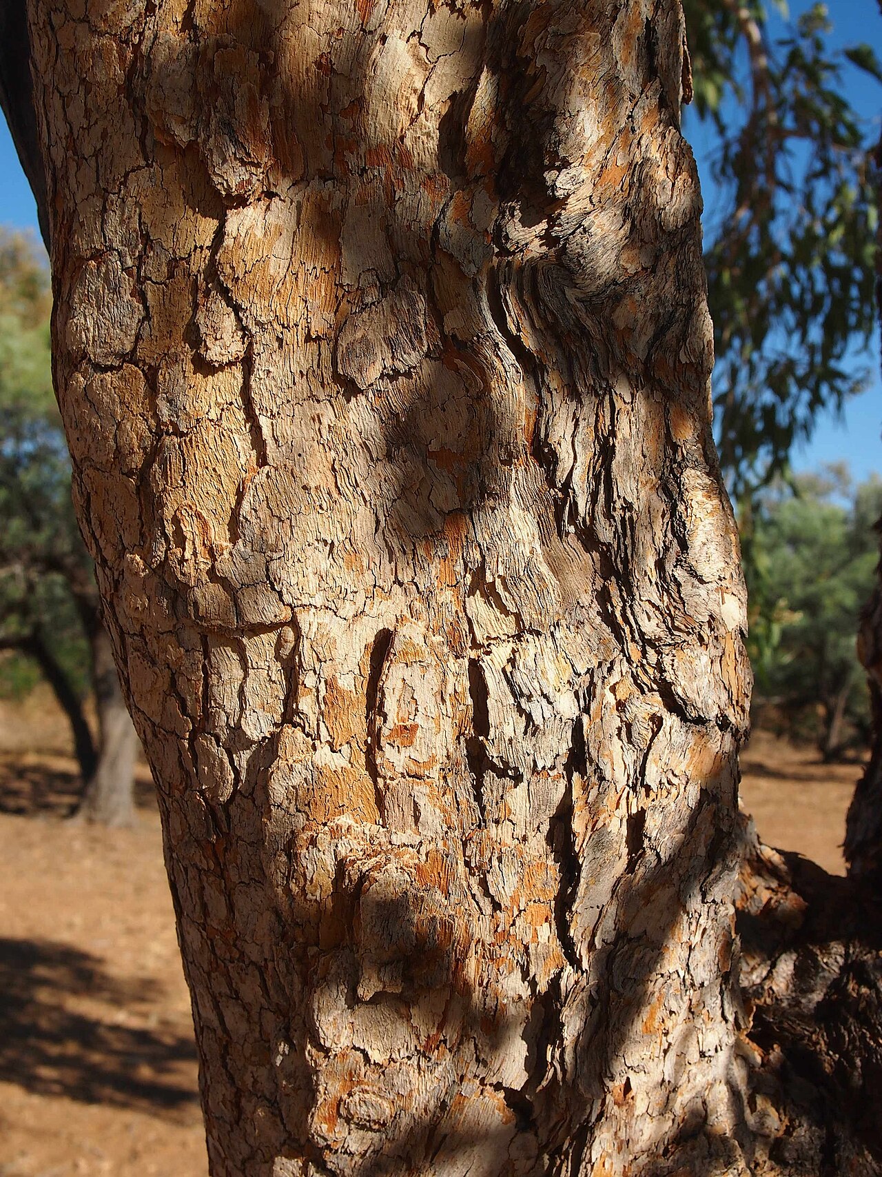 Northern bloodwood: Corymbia terminalis