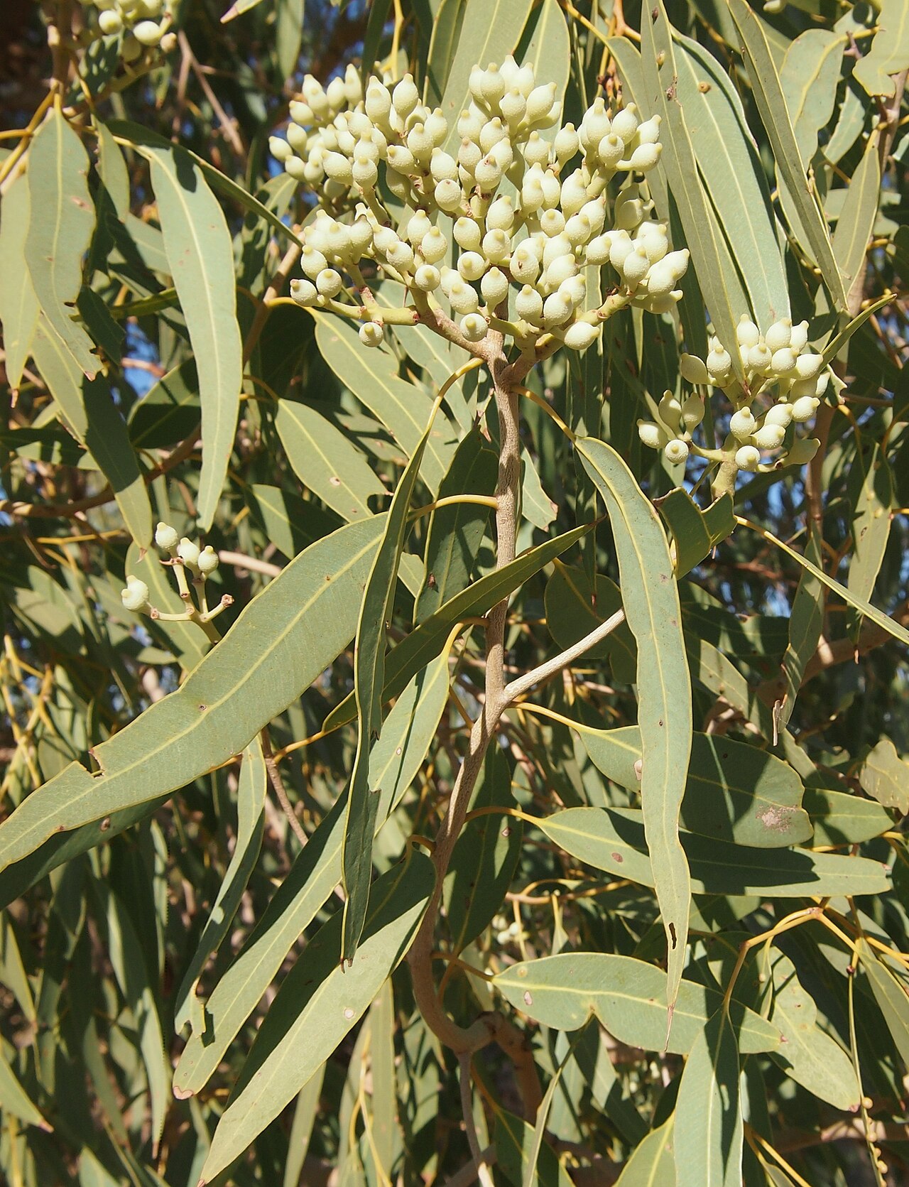 Northern bloodwood: Corymbia terminalis buds