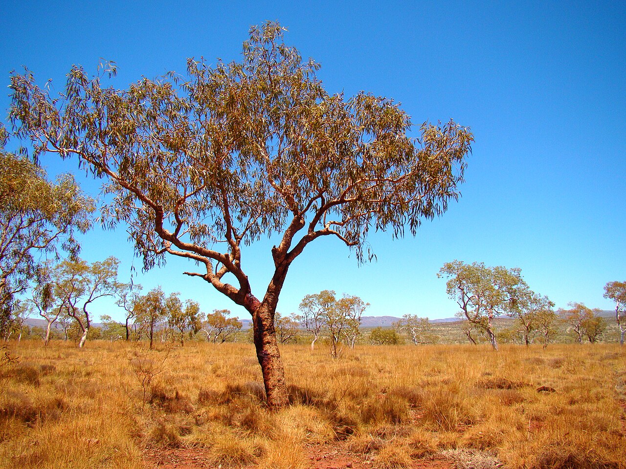 Northern bloodwood: A bloodwood tree in Karijini National Park, Western Australia. Latin name Corymbia terminalis