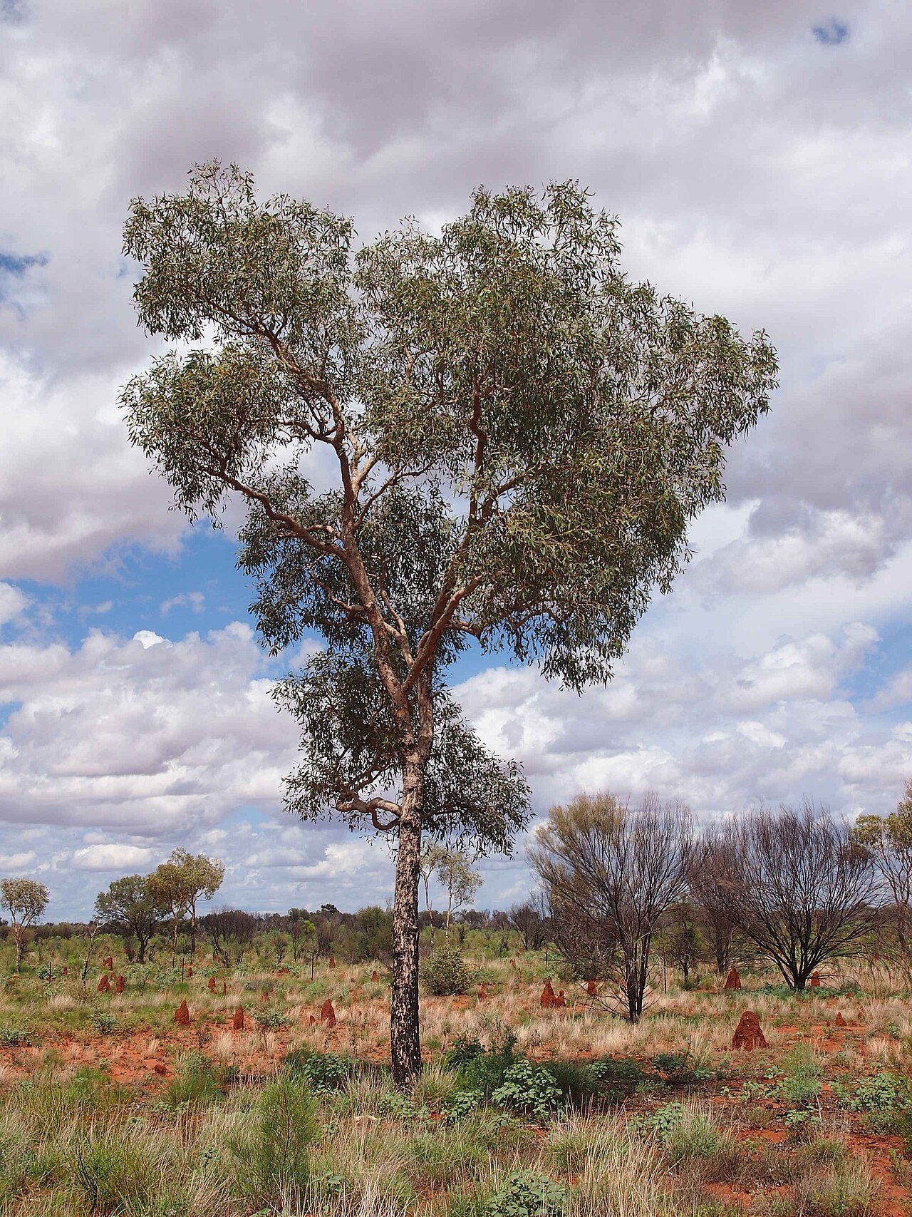 Northern bloodwood: Corymbia opaca" habit