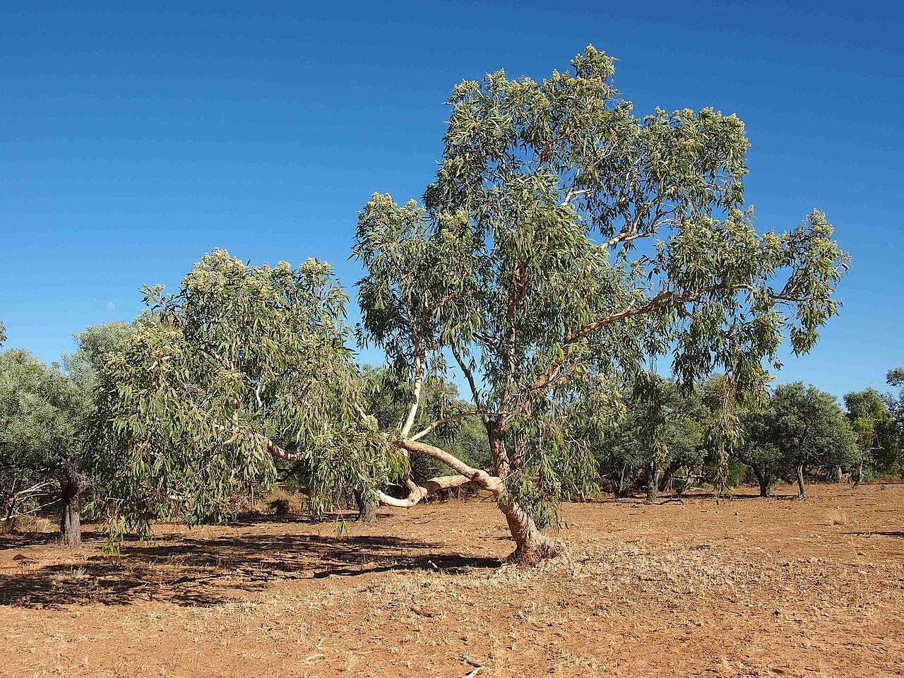 Northern bloodwood: Corymbia terminalis