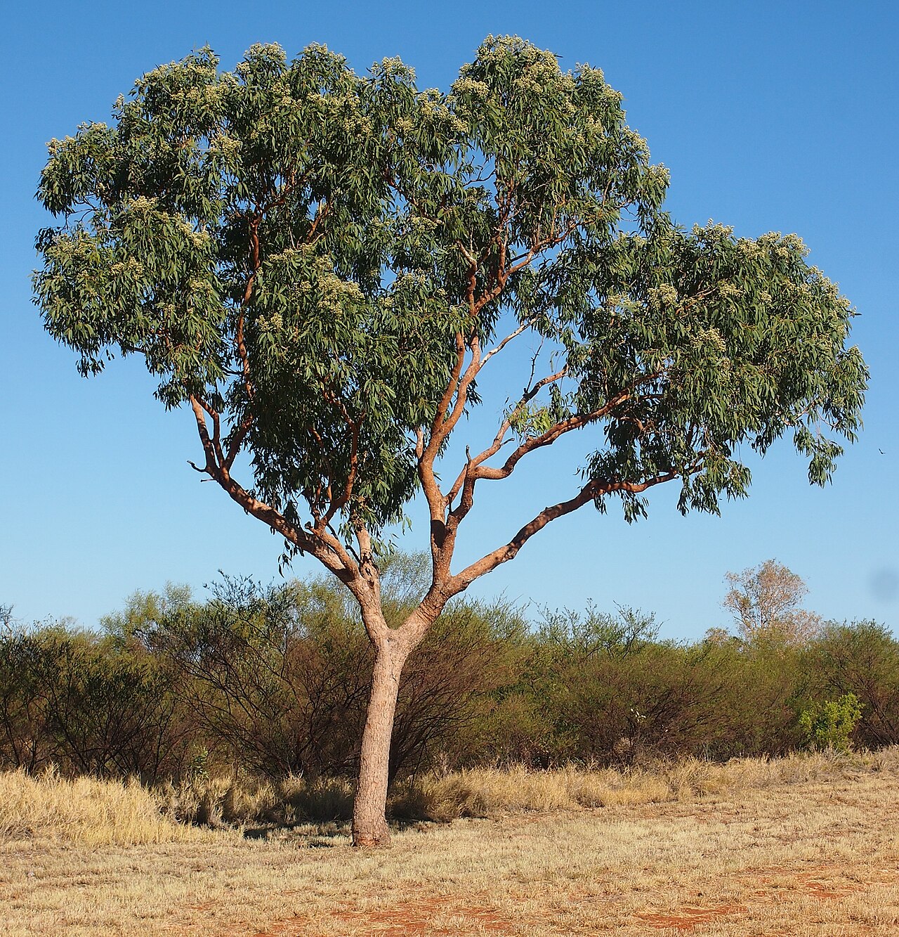 Northern bloodwood: Corymbia terminalis habit