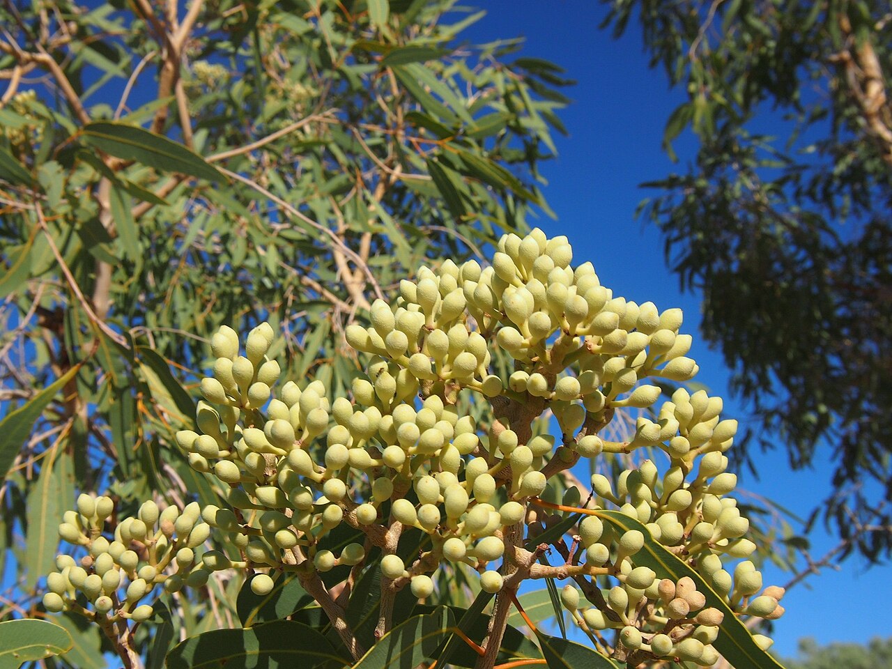 Northern bloodwood: Corymbia terminalis buds