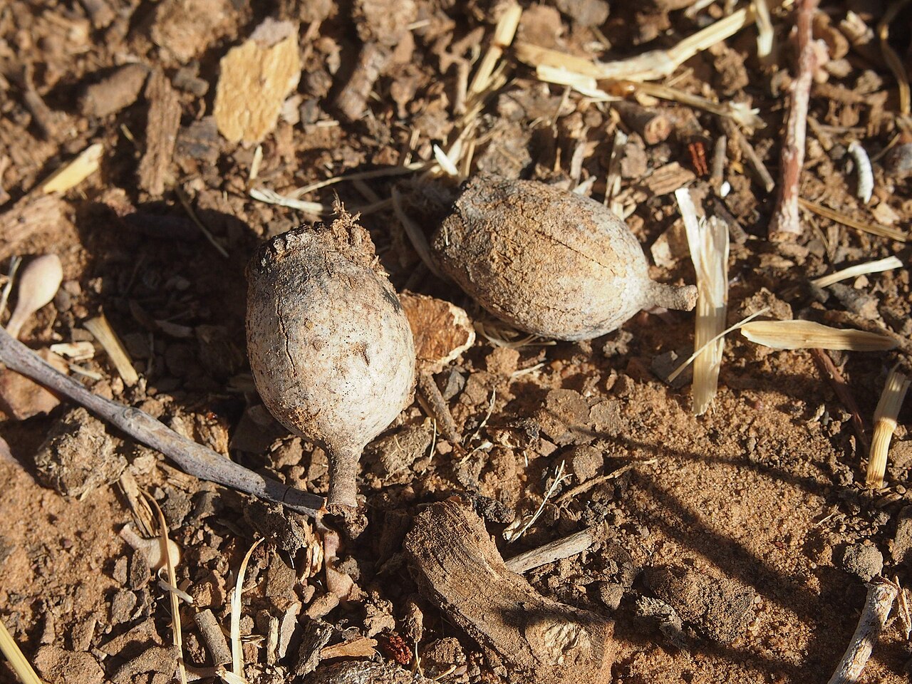 Northern bloodwood: Corymbia terminalis capsules