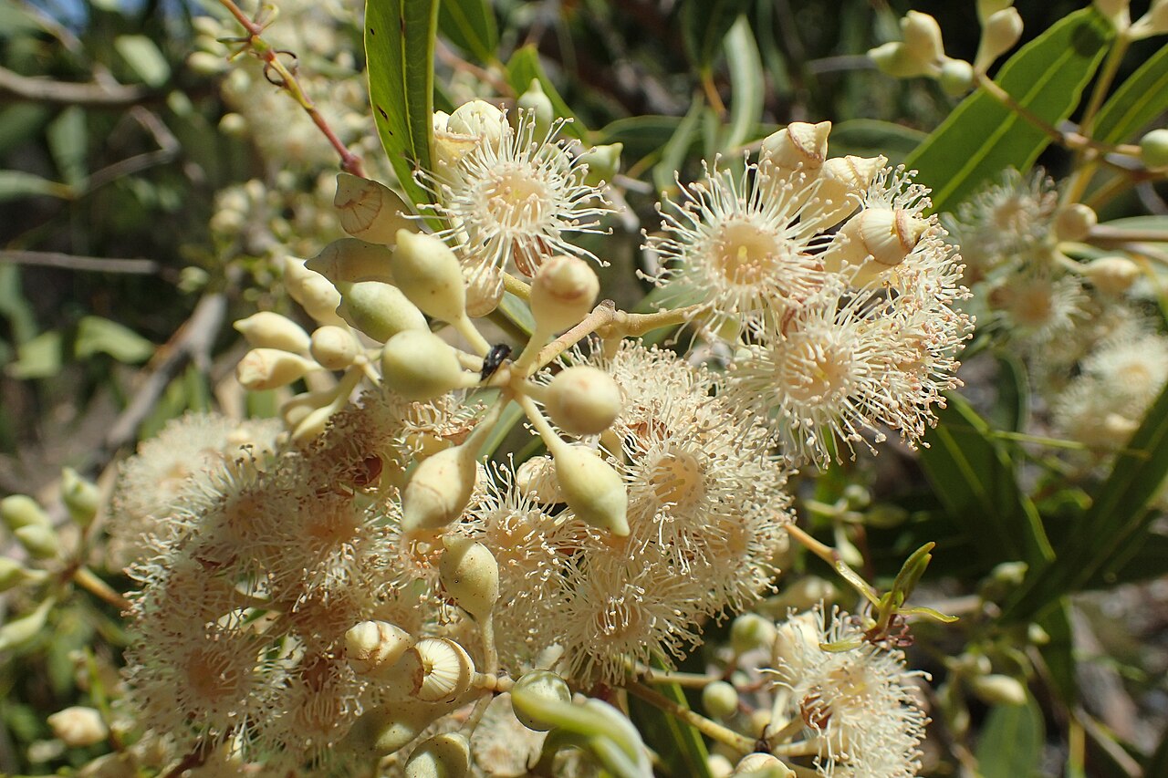 Northern bloodwood: Flower buds and flowers of Corymbia opaca in Kings Park Botanic Garden