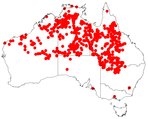 Northern bloodwood: Corymbia terminalis downloaded 21 November 2018 from Australasian Virtual Herbarium https://doi.org/10.26197/5bf4ac5e47252