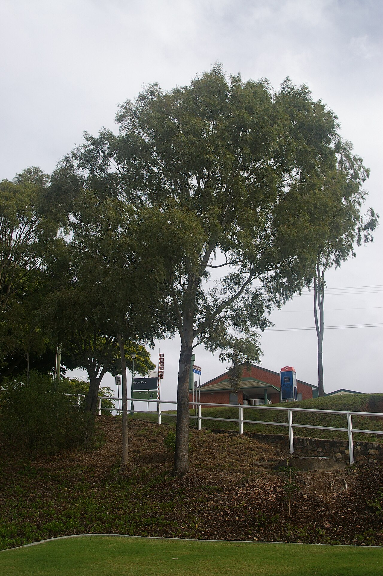 Corymbia tessellaris: The flora of Shorncliffe, Queensland is mostly ornamental, though some remnants of the original vegetation remain.