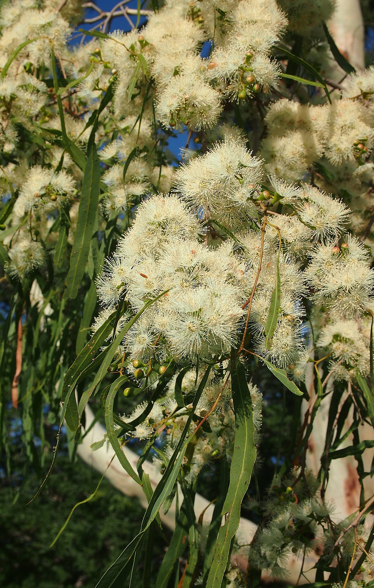 Corymbia tessellaris: Corymbia tessellaris flowers