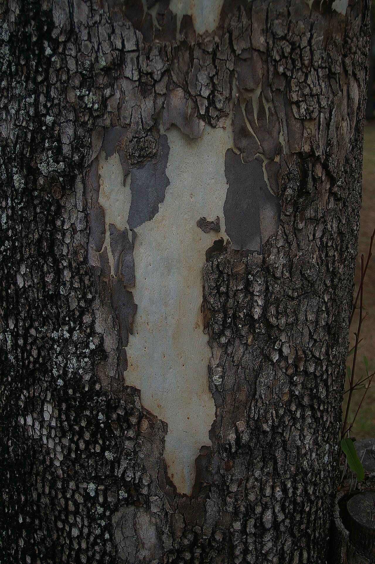 Corymbia tessellaris: The flora of Bracken Ridge, Queensland is mostly ornamental, though some remnants of the original open forest remain.