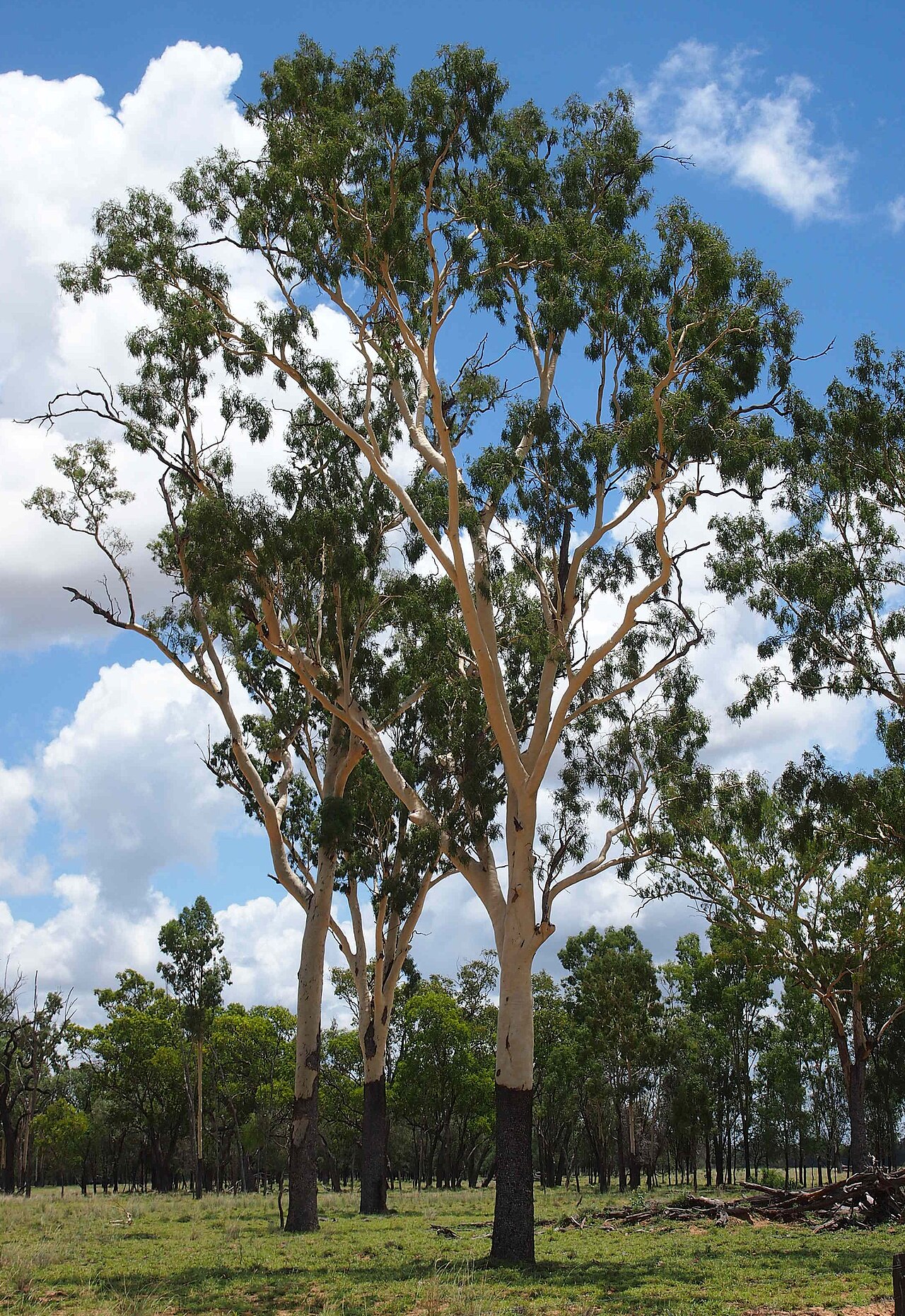 Corymbia tessellaris: Corymbia tessellaris