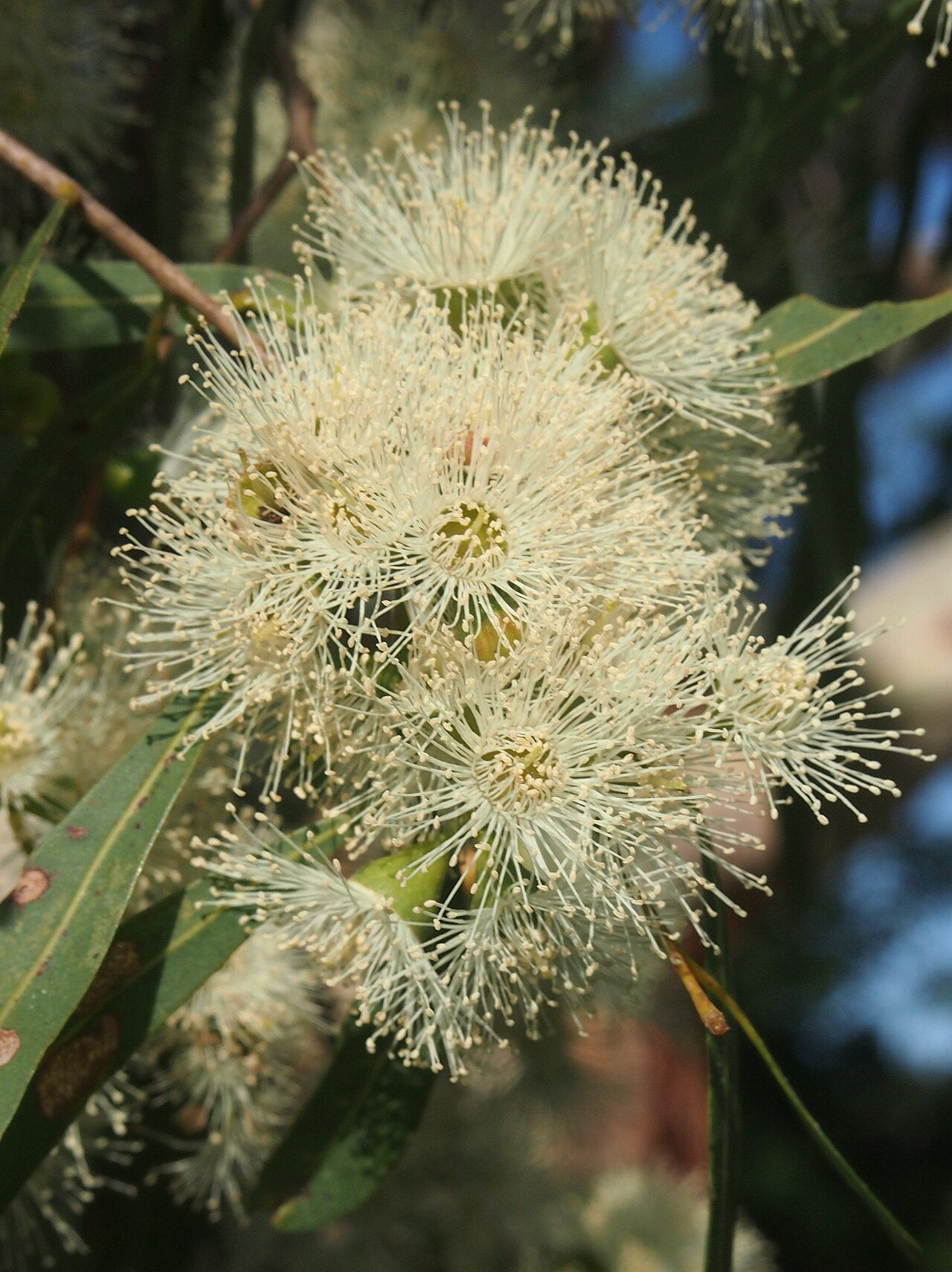 Corymbia tessellaris: Corymbia tessellaris flowers