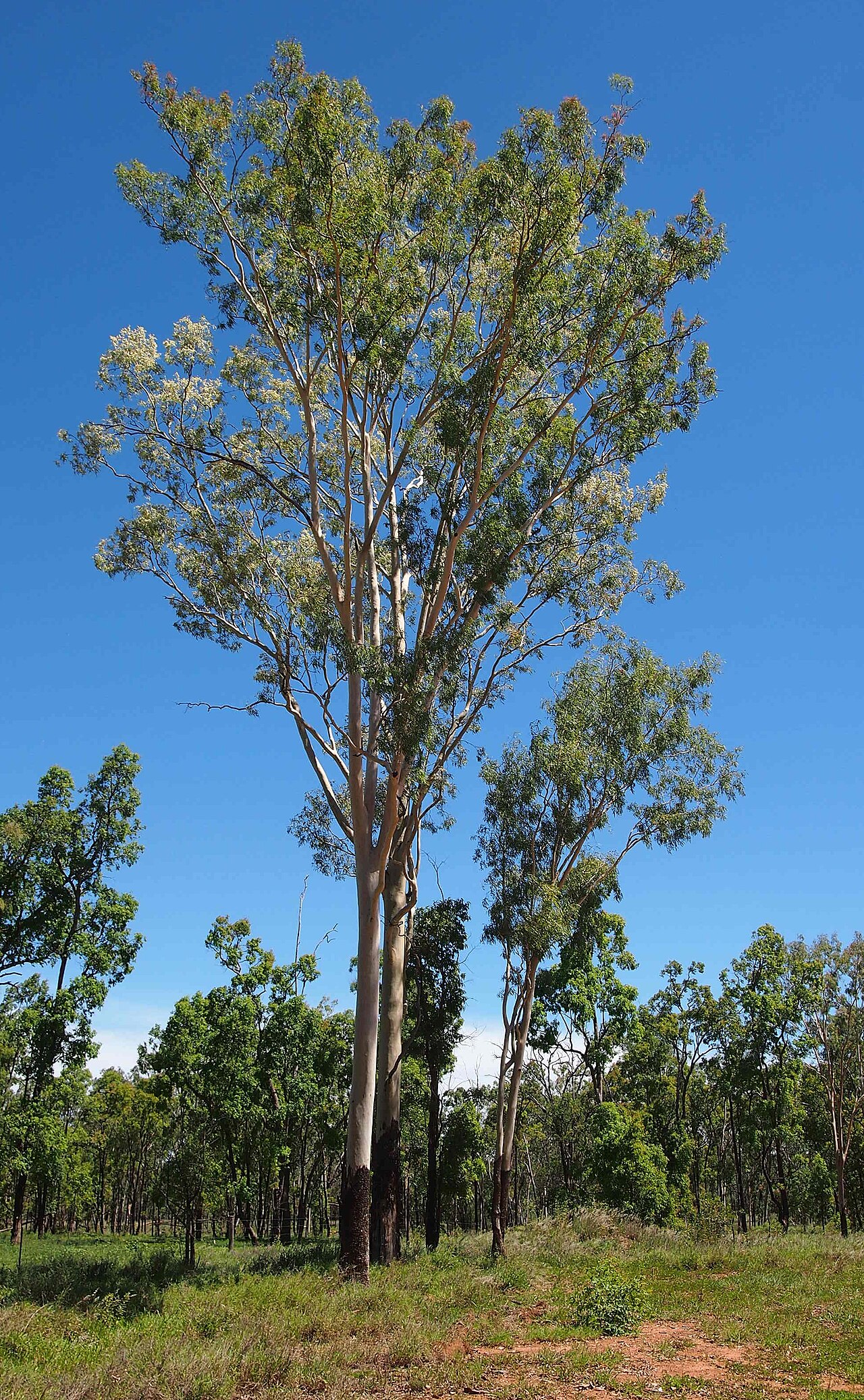 Corymbia tessellaris: Corymbia tessellaris