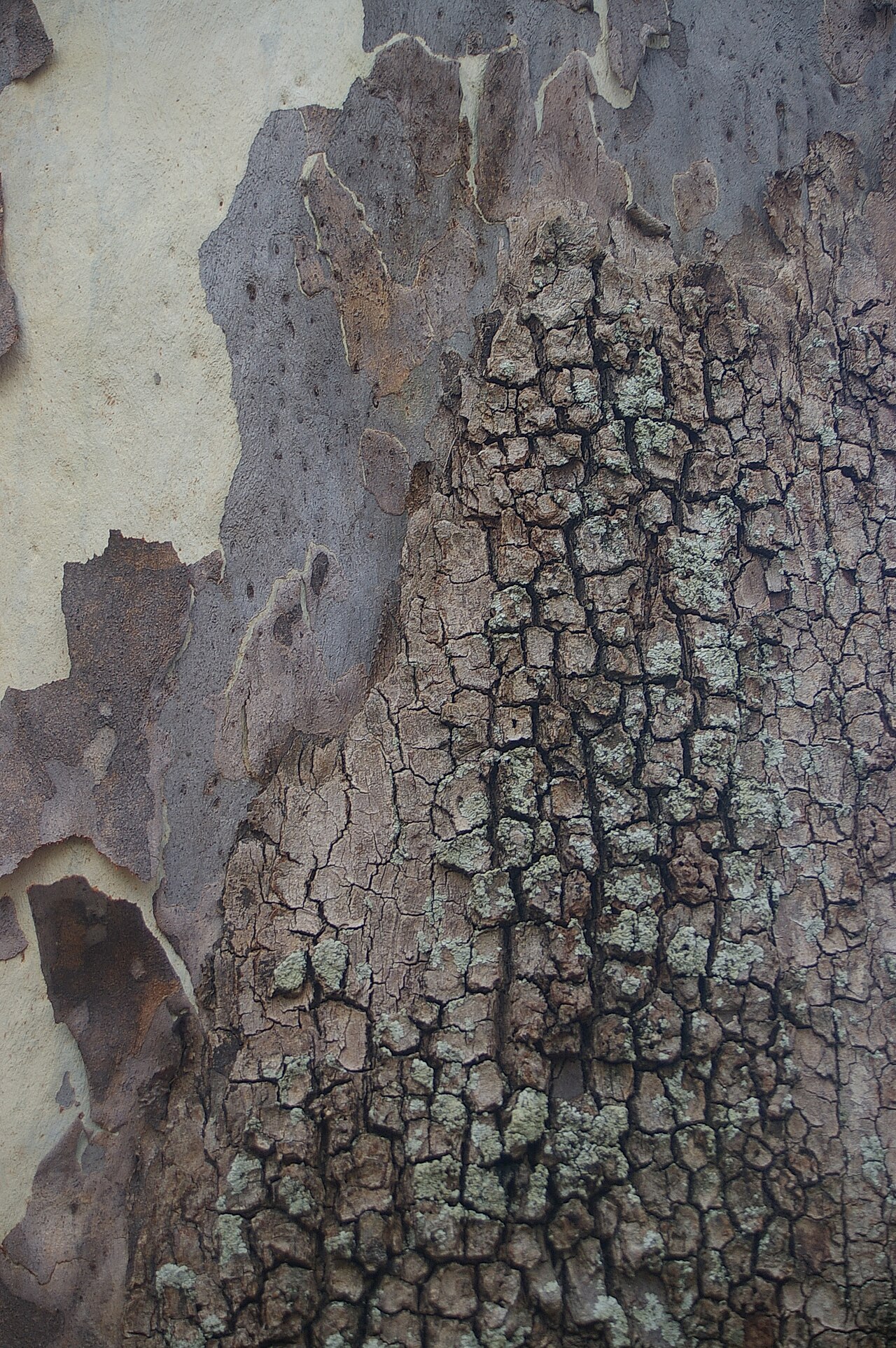 Corymbia tessellaris: The flora of Bracken Ridge, Queensland is mostly ornamental, though some remnants of the original open forest remain.