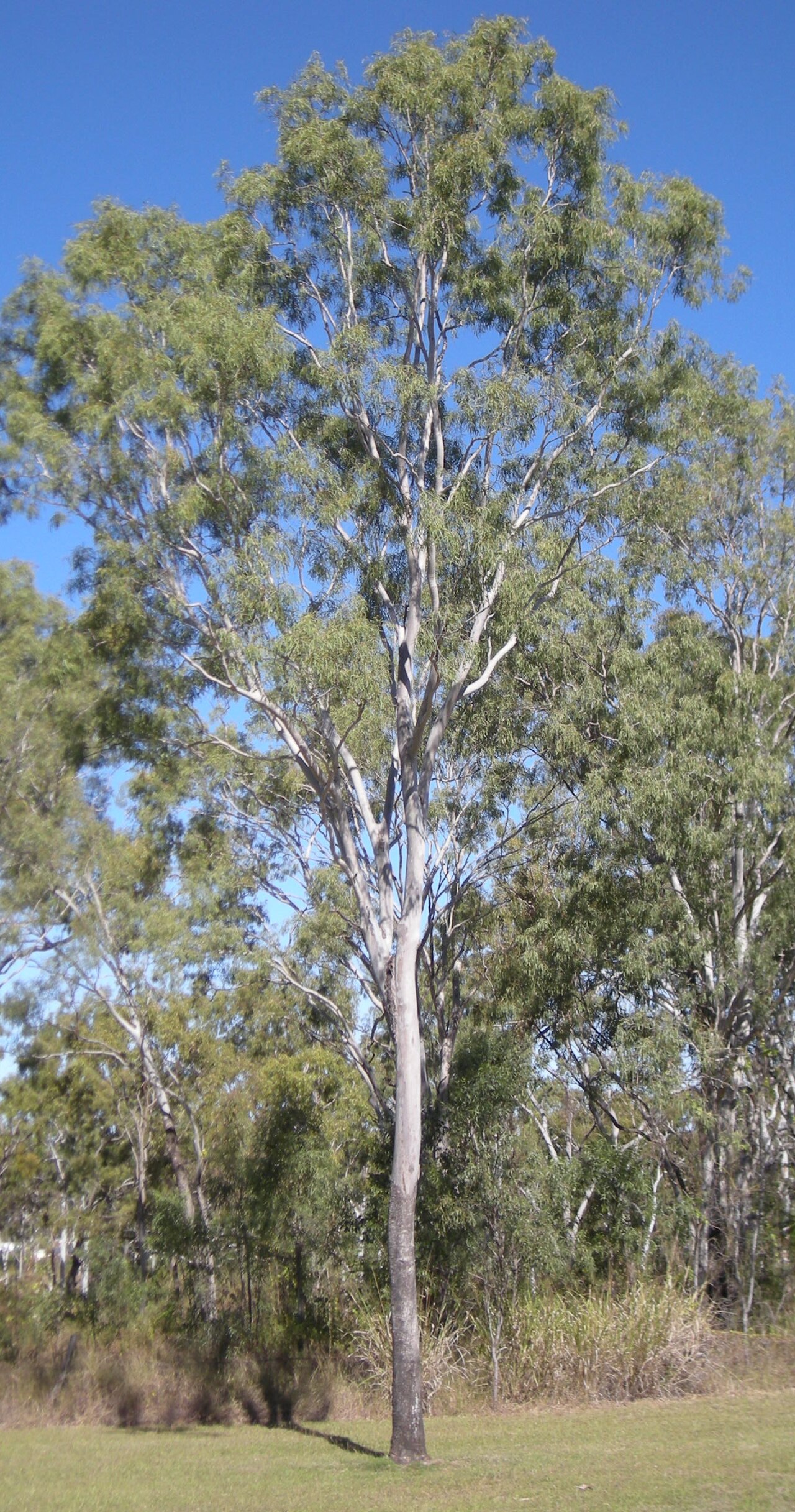Corymbia tessellaris: Corymbia tessellaris tree