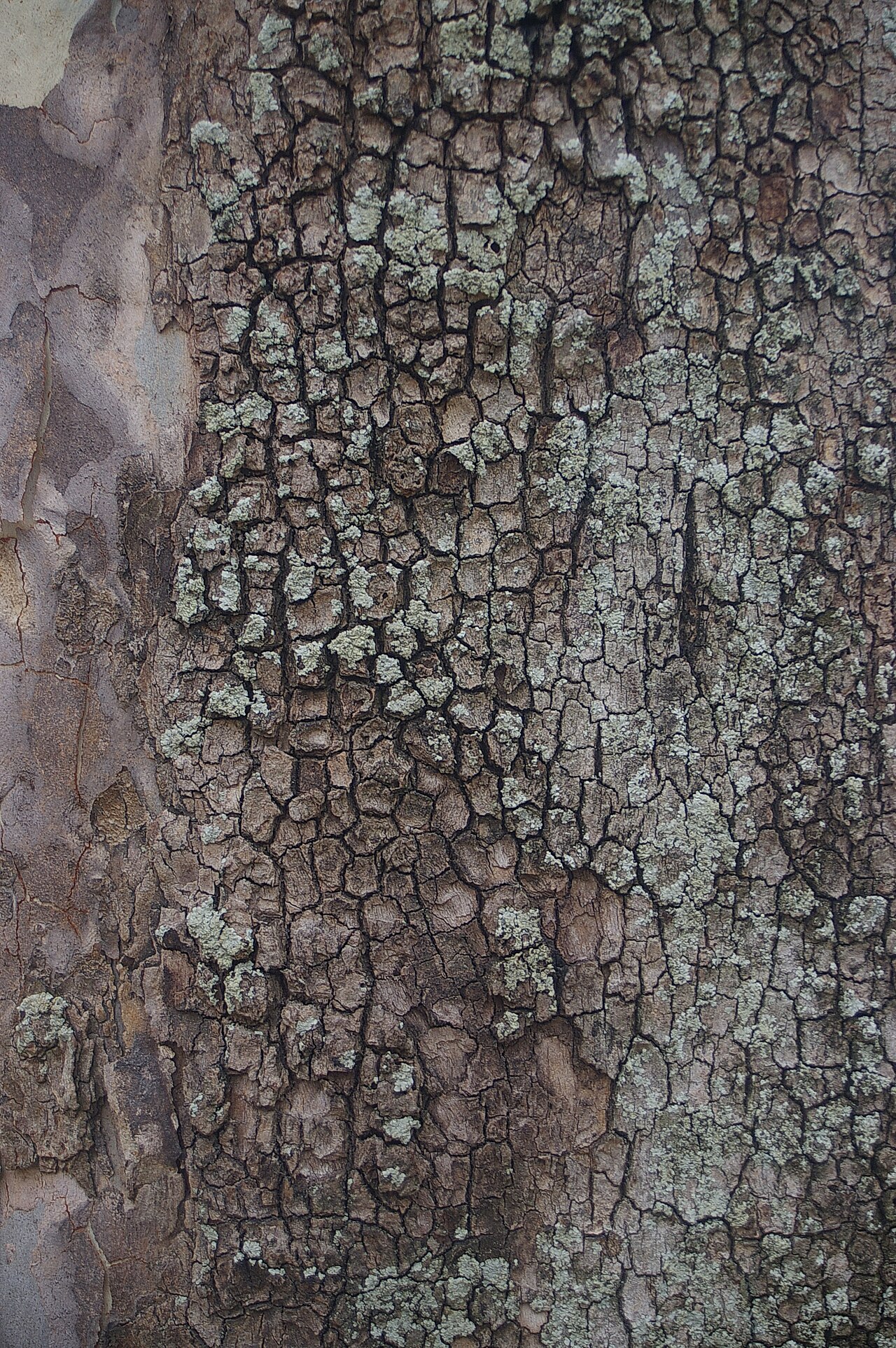 Corymbia tessellaris: The flora of Bracken Ridge, Queensland is mostly ornamental, though some remnants of the original open forest remain.