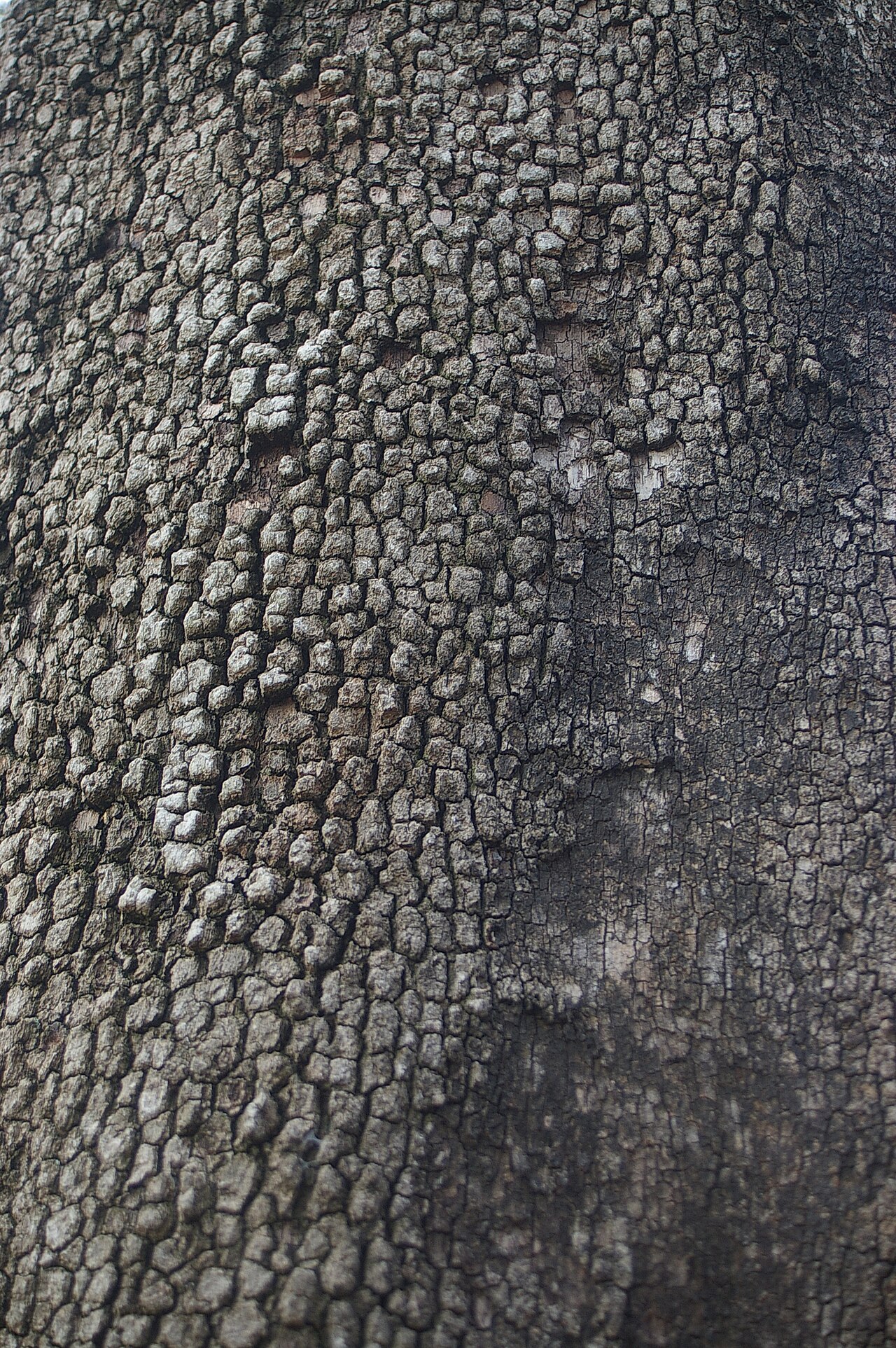 Corymbia tessellaris: The flora of Bracken Ridge, Queensland is mostly ornamental, though some remnants of the original open forest remain.