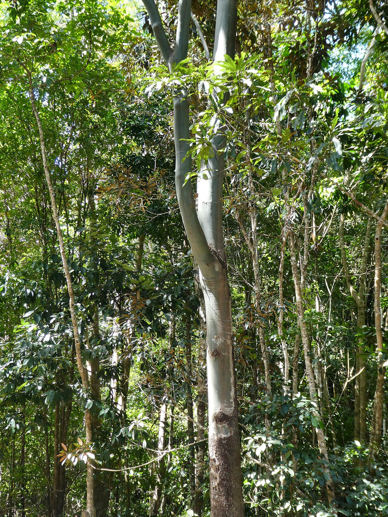 Cadaghi: Corymbia torelliana