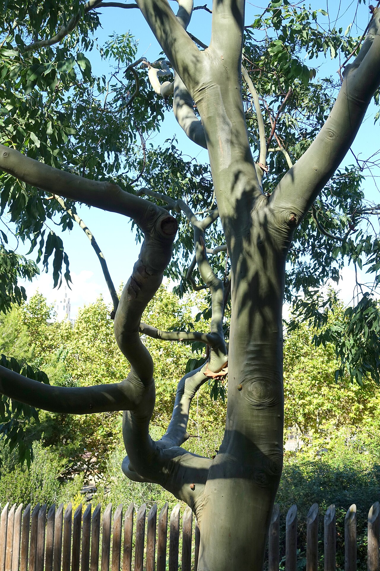 Cadaghi: Botanical specimen in the Jardín Botánico de Barcelona - Barcelona, Spain.