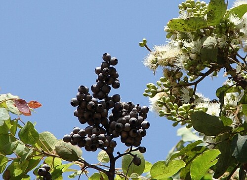 Cadaghi: Corymbia torelliana