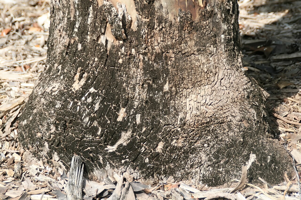 Cadaghi: Location taken: Fairchild Tropical Botanic Garden, Miami, FL USA. Names: Corymbia torelliana (F.Muell.) K.D.Hill & L.A.S.Johnson, Cadaga, Cadaghi, Cadargi, Gumt
