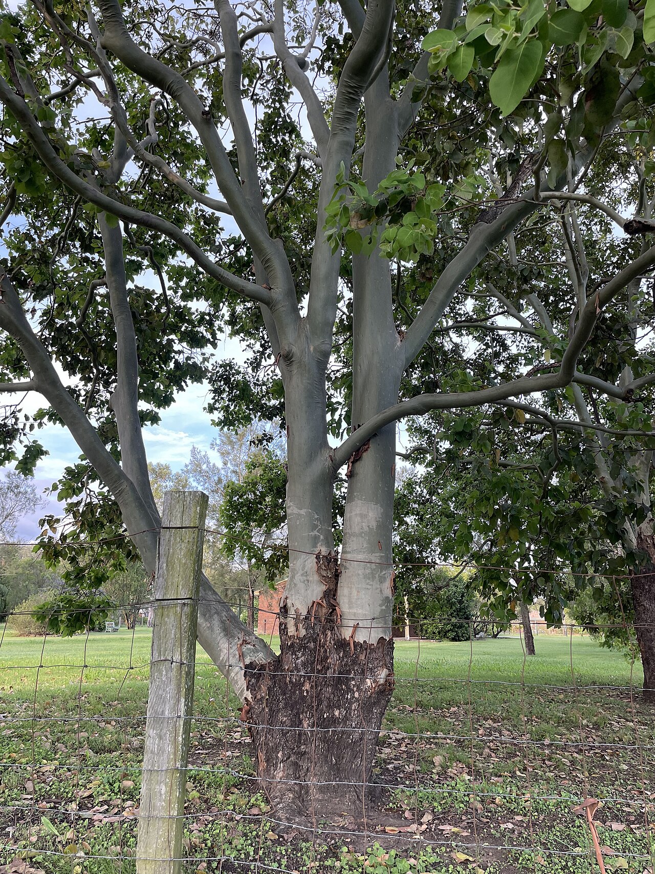 Cadaghi: cadaghi ( Corymbia torelliana ) in Australia