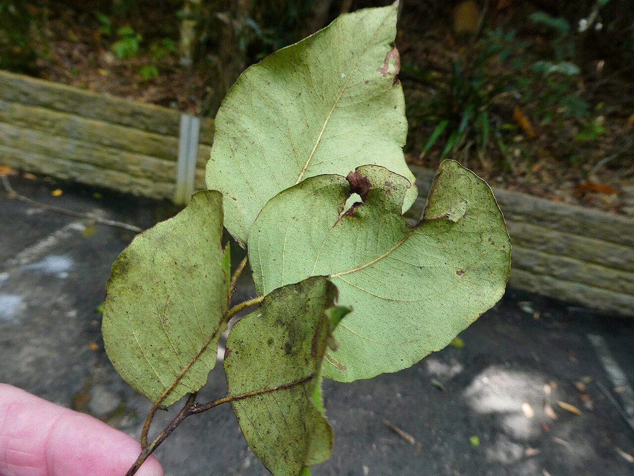 Cadaghi: Corymbia torelliana leaves